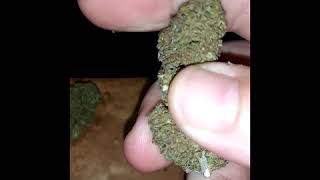 🍇💜Purple Gas💜🍇an 🍋⛽Sour Diesel⛽🍋from CKnaturals Dispensary