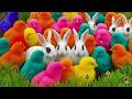 World Cute Chickens, Colorful Chickens, Rainbows Chickens, Cute Ducks, Cat, Rabbits,Cute Animals🐤🐣🦆🐟