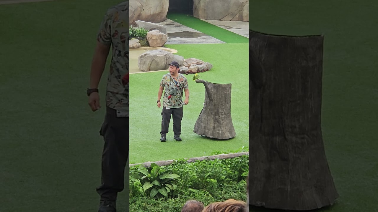 BIRD OF PARADISE SINGAPORE 🇸🇬 ##ofwlife #travel #highlights 