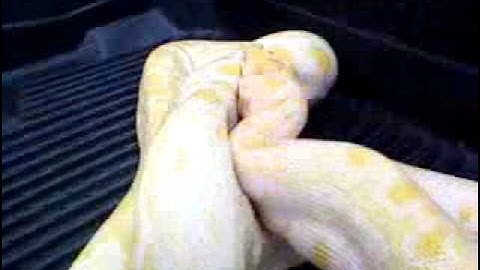 Albino Burmese Python Feeding Time Part 6
