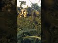 Kerala trading videos