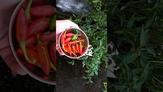 #chill #harvesting 🌶 🌶/ terrace farming/ #redchilli #growbag #viral #reels #shorts #video #trending