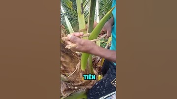 Quy Trình Thu Hoạch Và Sản Xuất Đường Thốt Nốt Truyền Thống #shorts