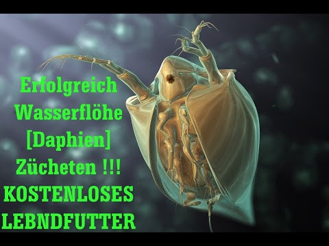 Video: Warum sind Daphnien gut für Experimente?