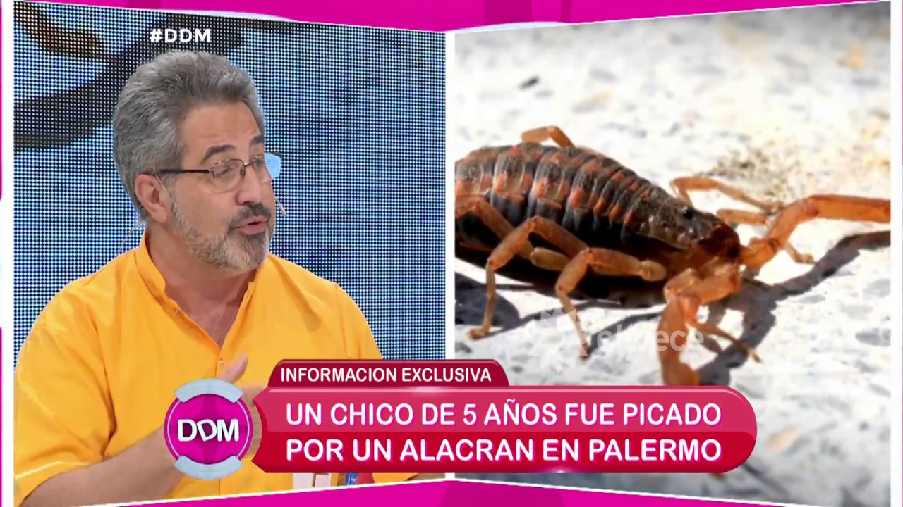¿Cómo actuar si te pica un alacrán y formas de prevención? YouTube ¿Cómo actuar si te pica un alacrán y formas de prevención? YouTube