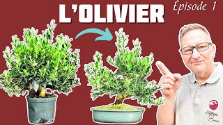 THE OLIVE TREE IN BONSAI: OLÉA EUROPAEA OR SYLVESTRIS - 1st part 🌱 NEJIKAN BONSAI 🌱