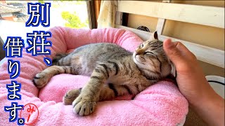 まりも姉さんの別荘を借りてくつろぐ保護猫みーちゃん