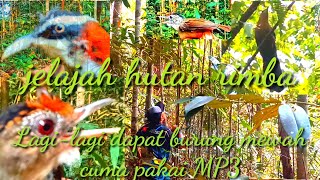 MIKAT BURUNG DI HUTAN PAKAI MP3/WOW‼️POINT BURUNG LANGKA DAN CANTIK