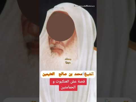 هل قصة العنكبوت والحمامة صحيحه الشيخ بن عثيمين رحمه الله