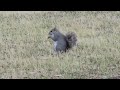 Squirrel #nature #squirrel