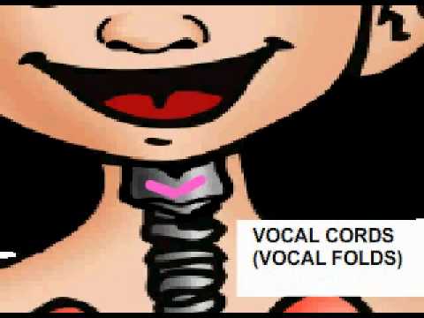 How the voice works (Kids) - YouTube