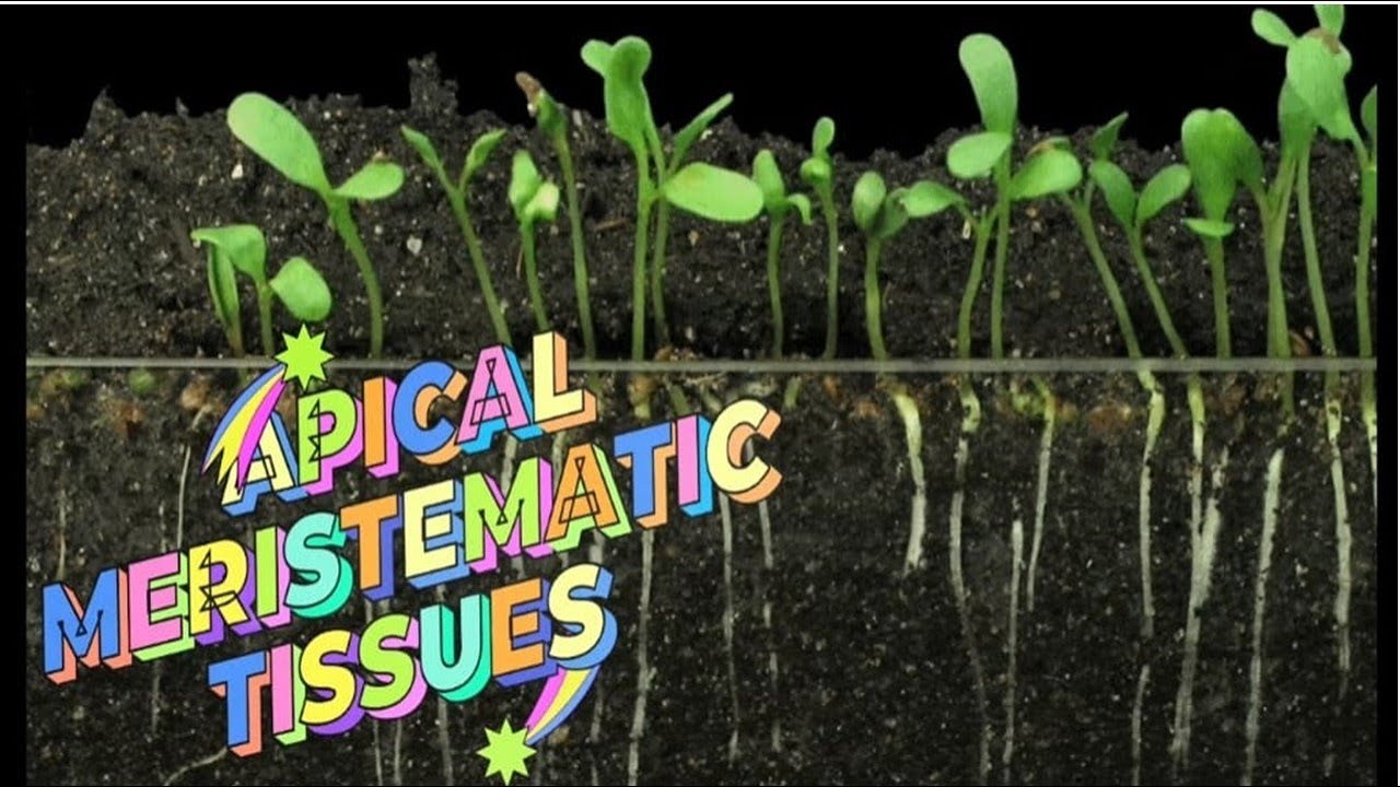 Exploring the Magic of Apical Meristems in Plants