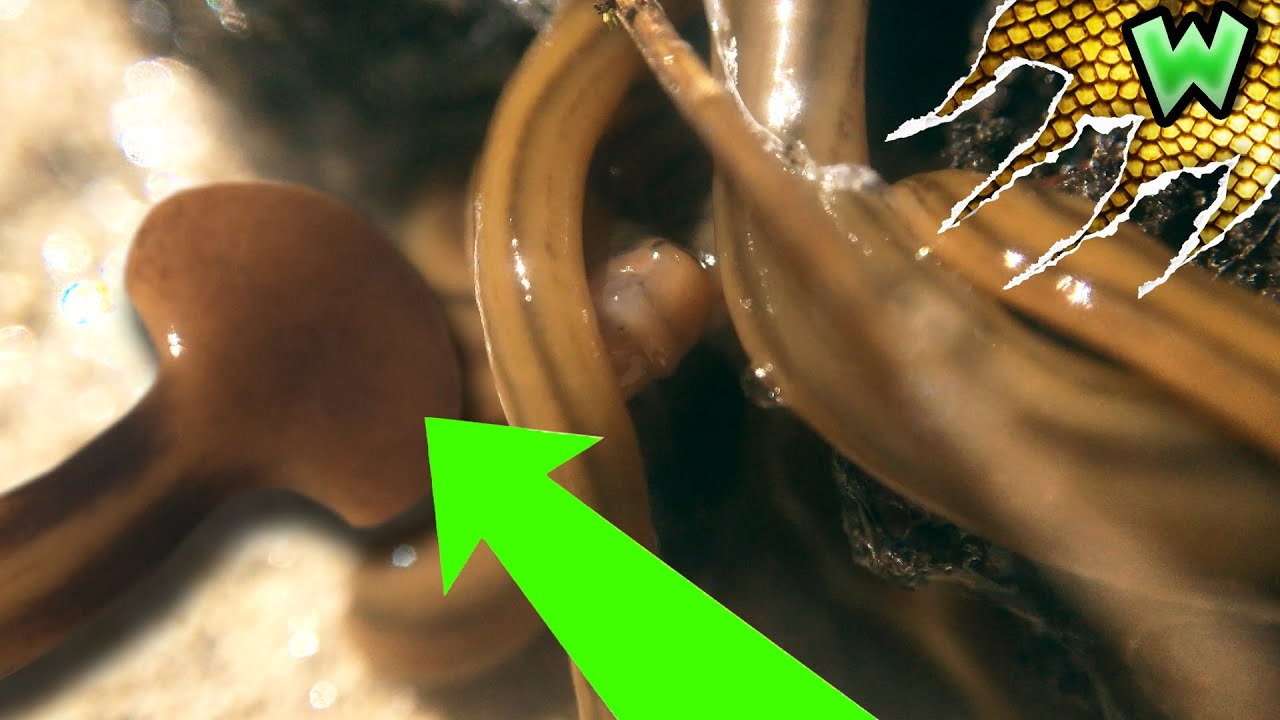 Alien Worm Insect Alien Worms are Invading the East Coast - Here's How to Deal with Them ...