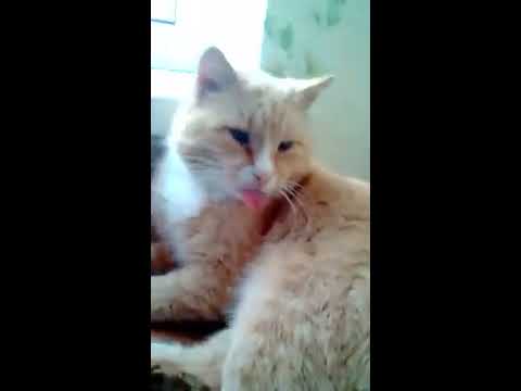 Прикольный кот показывает язык.