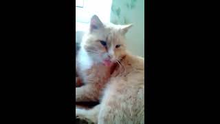 Прикольный кот показывает язык.