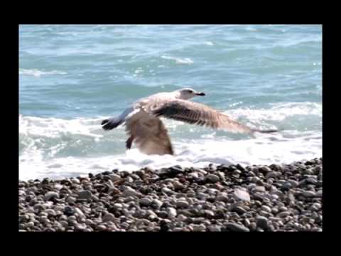 მამა პეტრე – \"ზღვა ისევ ღელავს\"