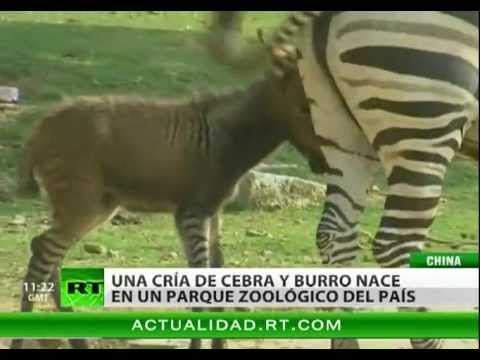 VIDEO - Una cría de 'cebrasno' nació en un zoológico de China