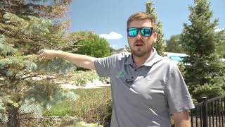 Treating Needle Cast in Spruce Trees