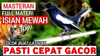 🔴GILA ⁉️ - MASTERAN KACER GACOR FULL ISIAN MEWAH !! - Suara Burung Kacer yang cocok untuk Latihan ‼️