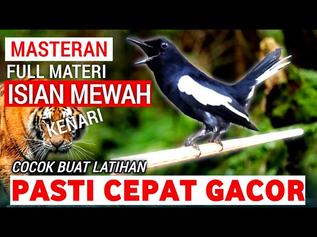 🔴GILA ⁉️ - MASTERAN KACER GACOR FULL ISIAN MEWAH !! - Suara Burung Kacer yang cocok untuk Latihan ‼️ class=