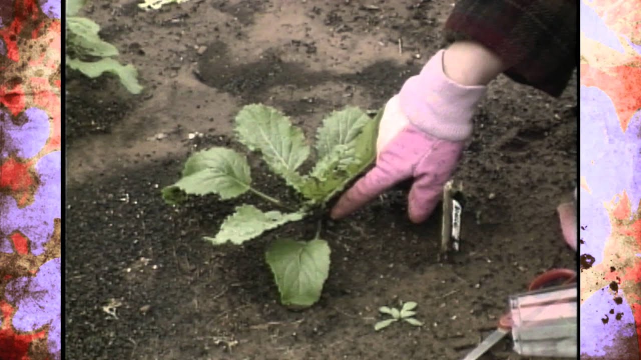 Common Insects on Vegetable Crops YouTube