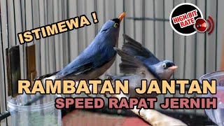 🔴 Suara Burung Rambatan Jantan Nyecret Kristal dan Speed Rapat Masteran Rambatan Gacor