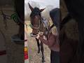 #horse #horseriding #animal