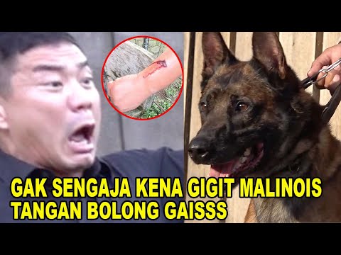 Video: Anjing-anjing Padang Rumput Yang Terinfeksi Wabah Memaksa Penutupan Taman