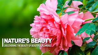 Captivating Beauty Of Beautiful Flowers | Floral Symphony |