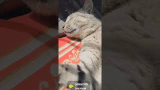 cats meowing to attract cats||cats meowing