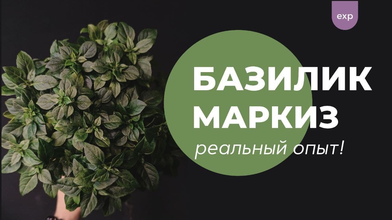 Режим полива и удобрения