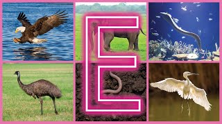 Animals Beginning with E – Fun Words and Facts for Beginners