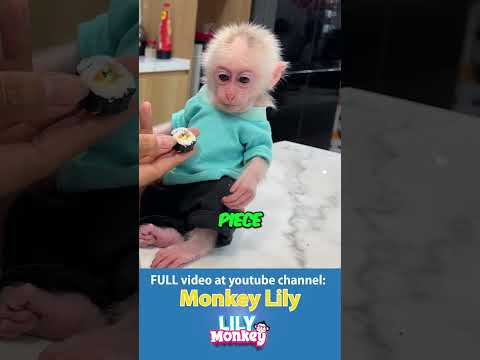 Dad Feeds Baby Monkey Sushi   #monkey #shorts #short