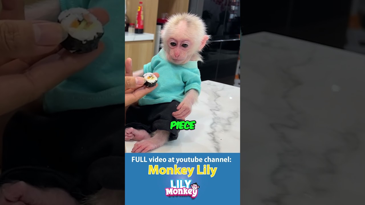 Папа кормит детеныша обезьяны суши 