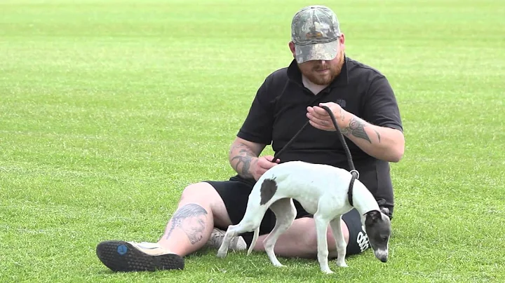 working whippet training pt3