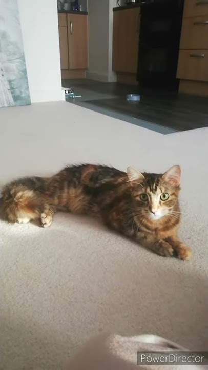 Smart cat does a new trick #shorts