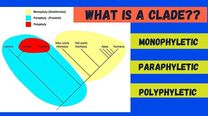 Monophyletic, Paraphyletic and Polyphyletic