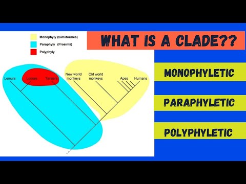 Monophyletic, Paraphyletic and Polyphyletic