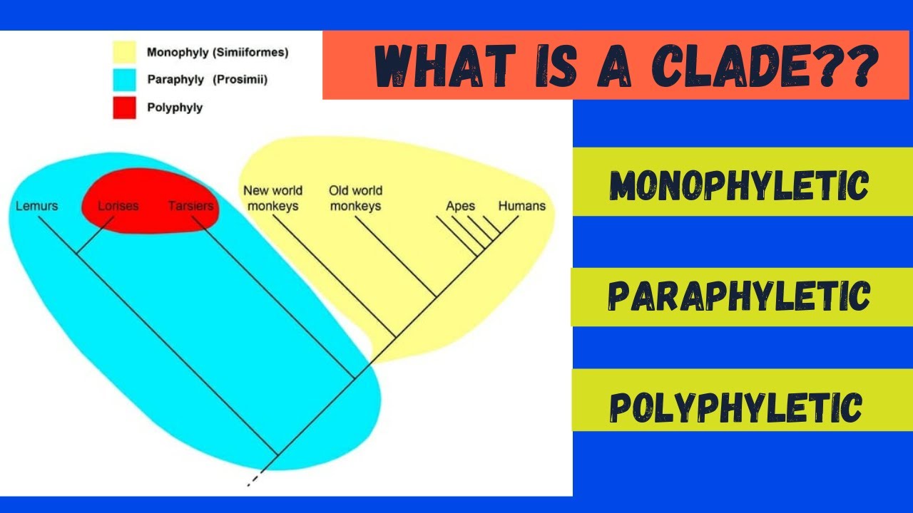 Are Fish Paraphyletic Or Polyphyletic?