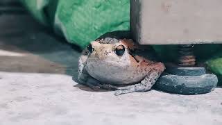 Download Lagu Lilies Suryani - Tiga Malam (Simfoni katak) MP3