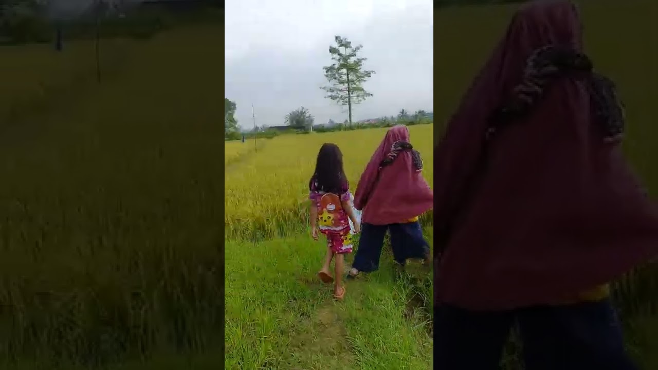 pulang kampung,senang liat padi siap panen☺
