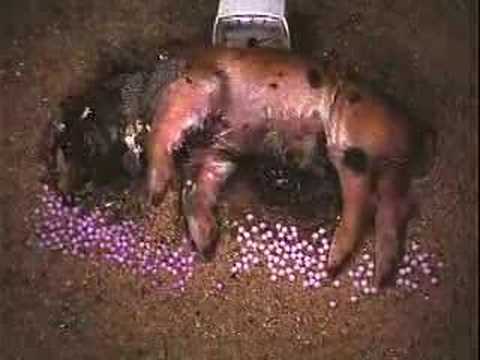 Decomposition of a Baby Pig