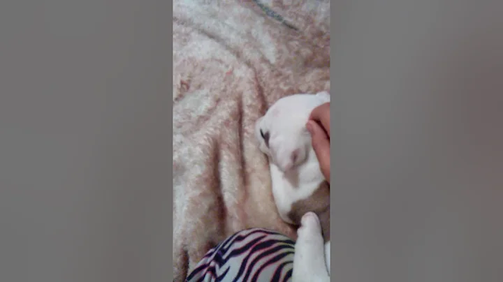 My new puppy's