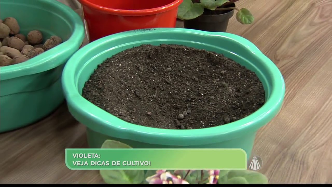 Aprenda a cultivar violetas e copos de leite ,fevereiro de 2018