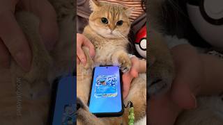 Testing my cat’s luck with pokemon cards #cat Testing my cat’s luck with pokemon cards #cat