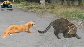 Weasel Faced Cat and Quickly Regrets It !