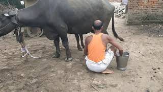 Fresh buffalo milking in village। milking animal। milching animal।