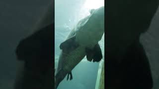 acuario de Zaragoza 2 #zaragoza #monstruosderio #peces #animales #animalescuriosos #animalincreible