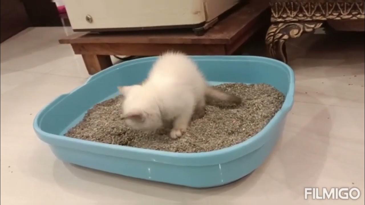 4 weeks old kitten has learned to pee and poop on it's own catlovers