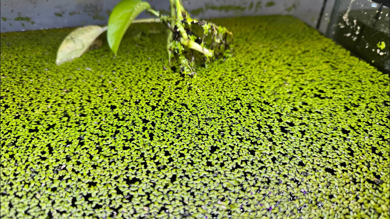 Why I LOVE duckweed